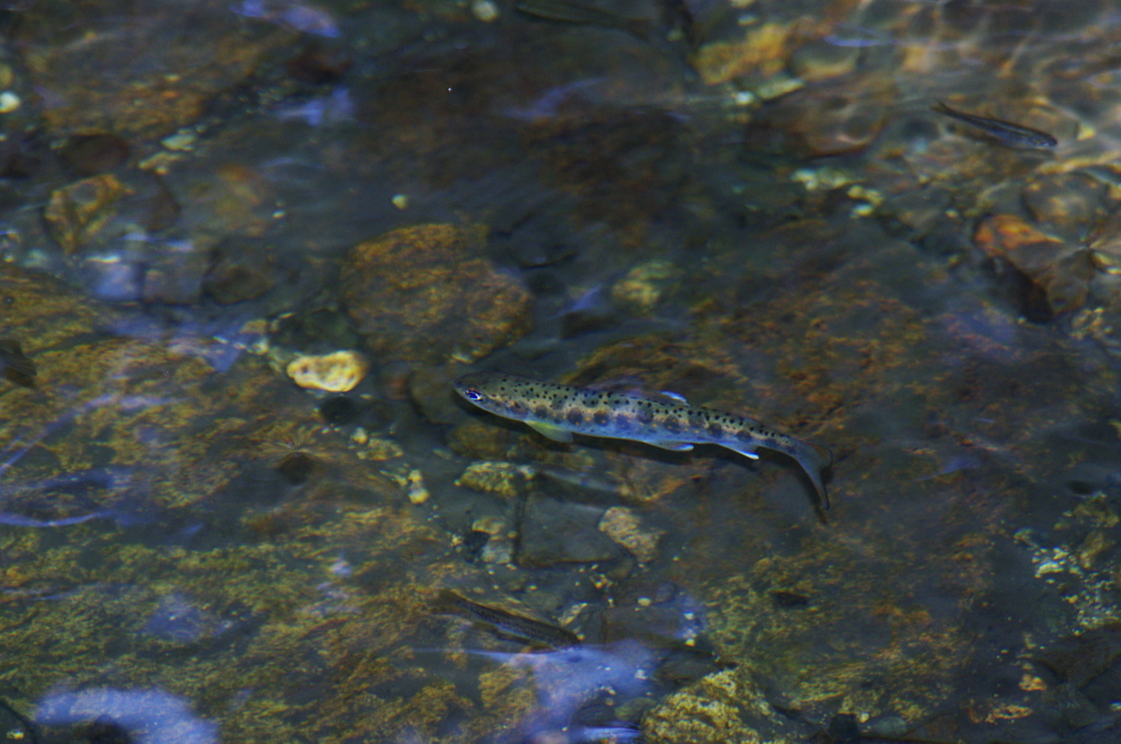 分水嶺の川魚②