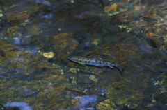 分水嶺の川魚②