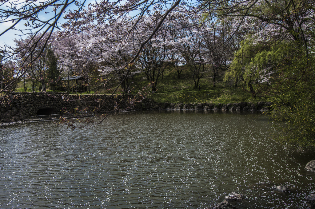 さざなみの花模様
