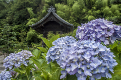 あじさい寺②