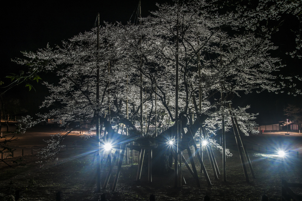 1500年の歴史（根尾の薄墨桜）