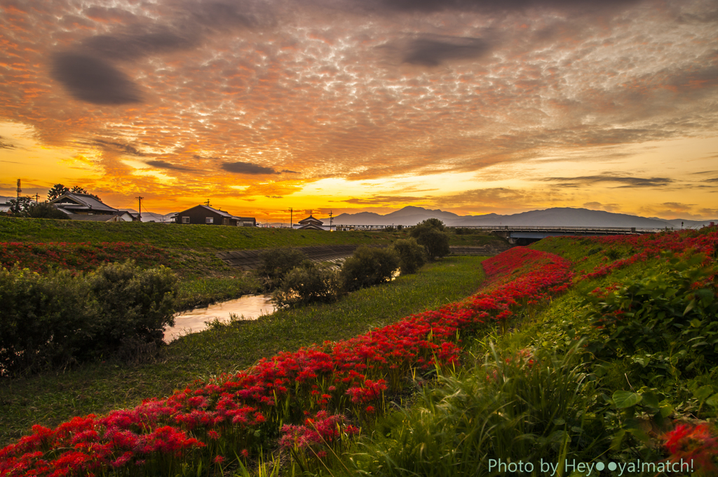 夕暮れの彼岸花・・・