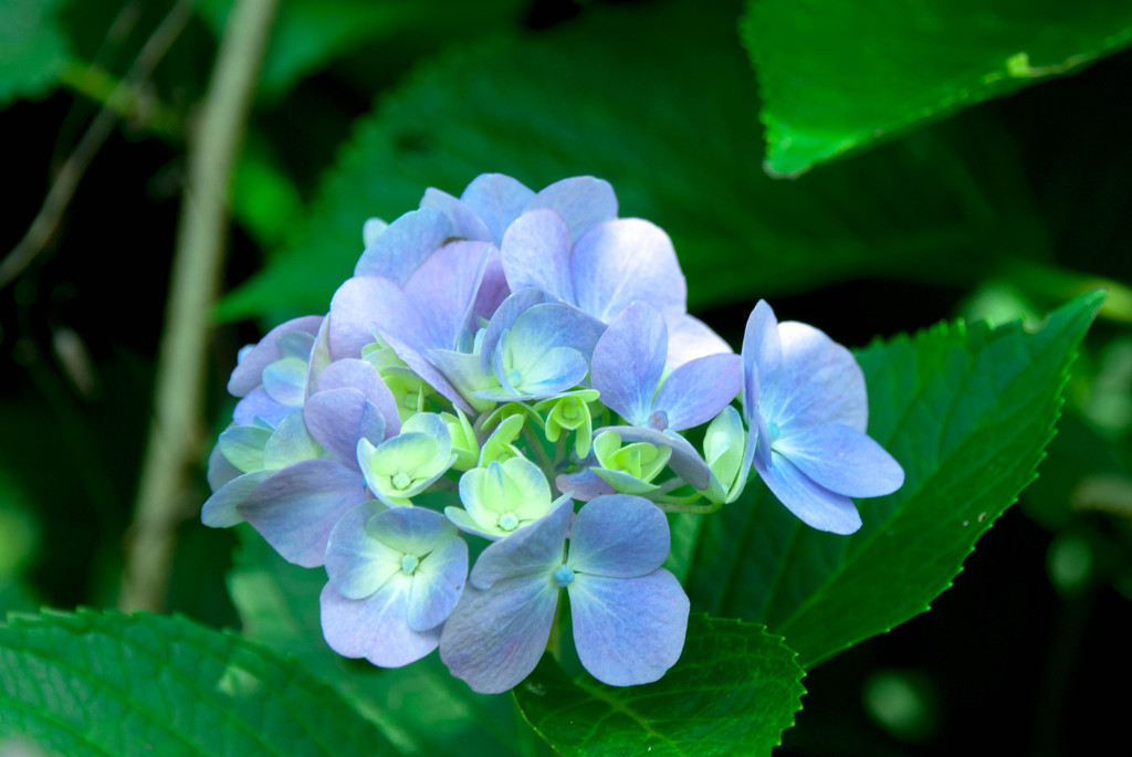 秋でも咲く紫陽花