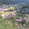 秋桜越しに収穫期の白川郷