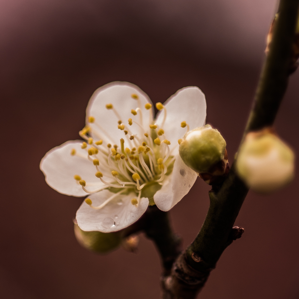 The white plum for a square sheet