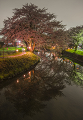 高田の夜桜水鏡