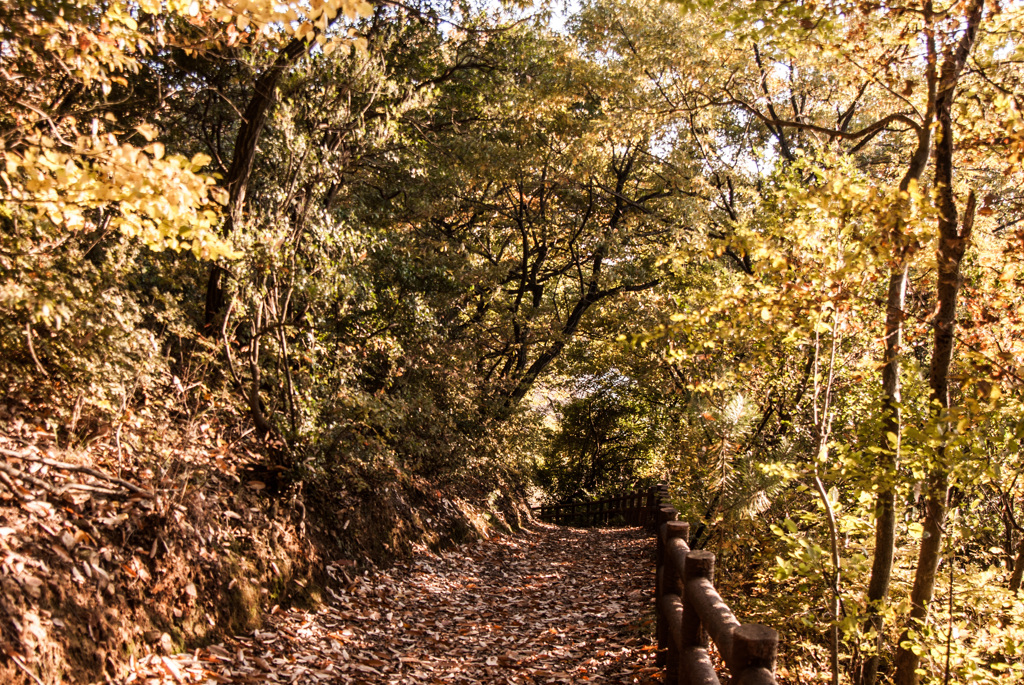 三井山遊歩道