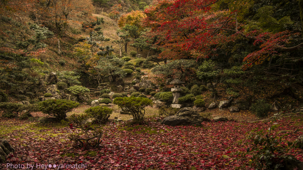 清瀧寺徳源院（晩秋の庭園）Ⅳ