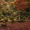 清瀧寺徳源院（晩秋の庭園）Ⅳ