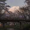 富士山と満開の桜並木
