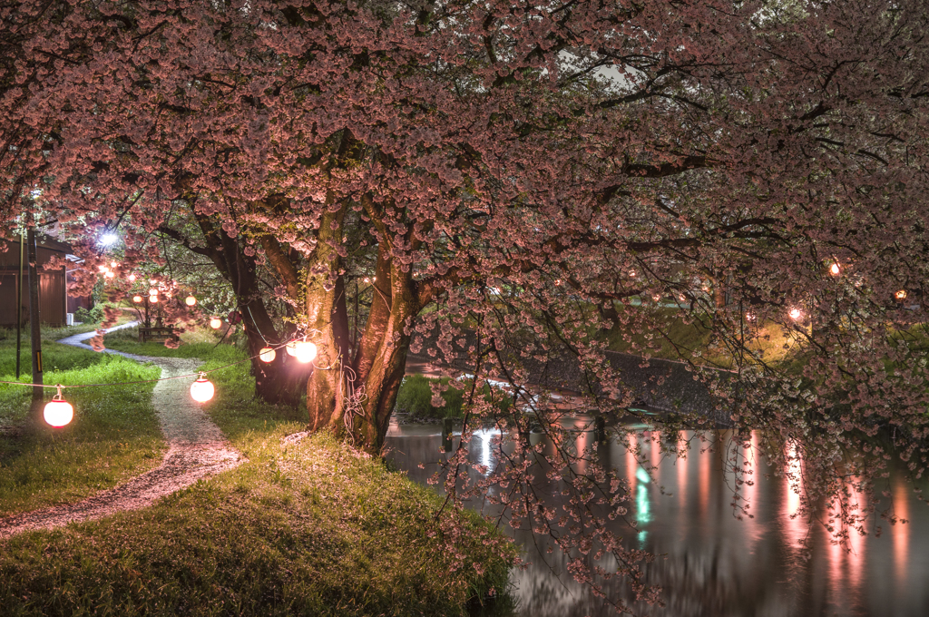 境川の夜桜提灯