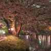 境川の夜桜提灯