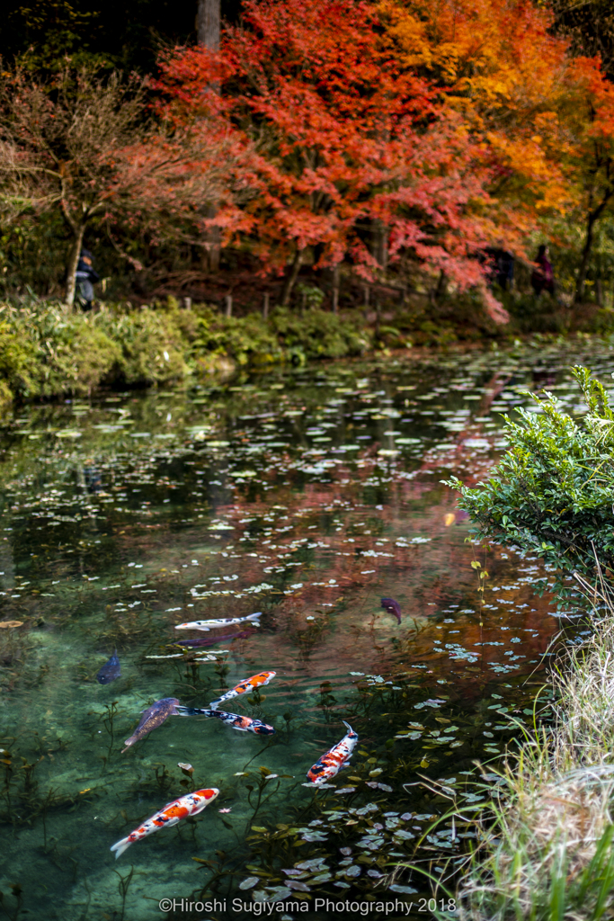 紅葉の極楽浄土