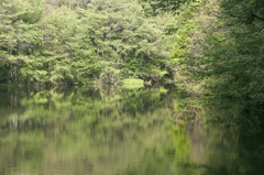 上池の水辺（初夏）