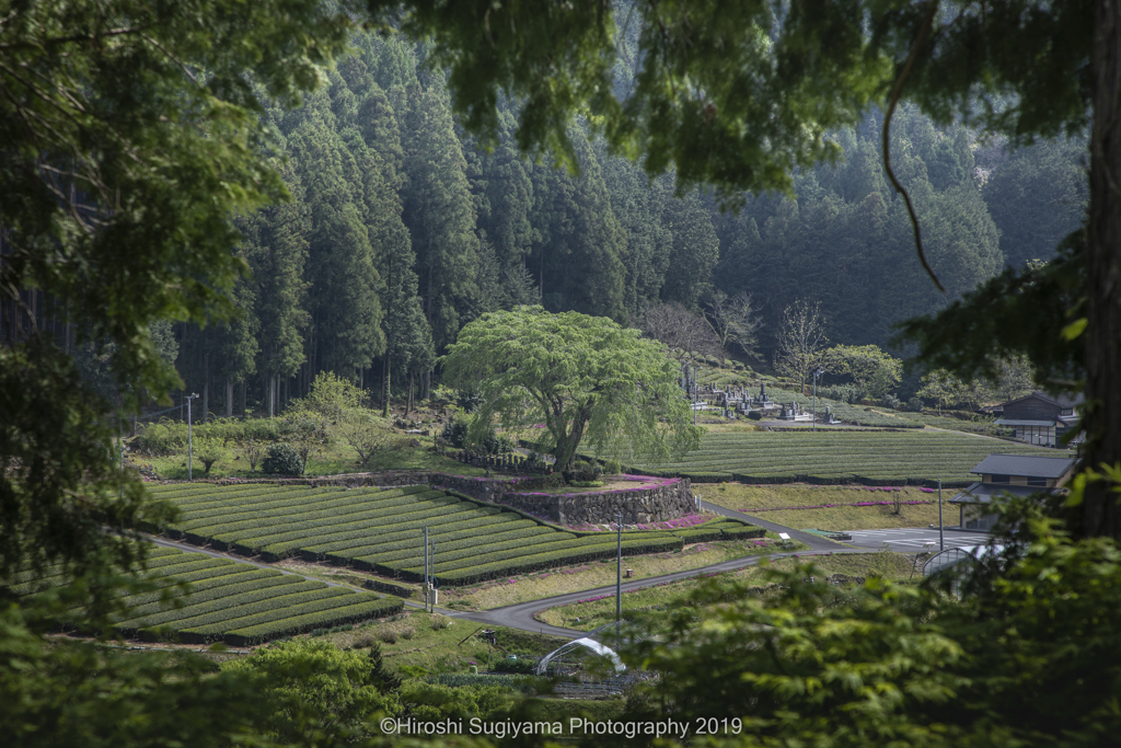 新茶の季節に（水戸野の桜樹）