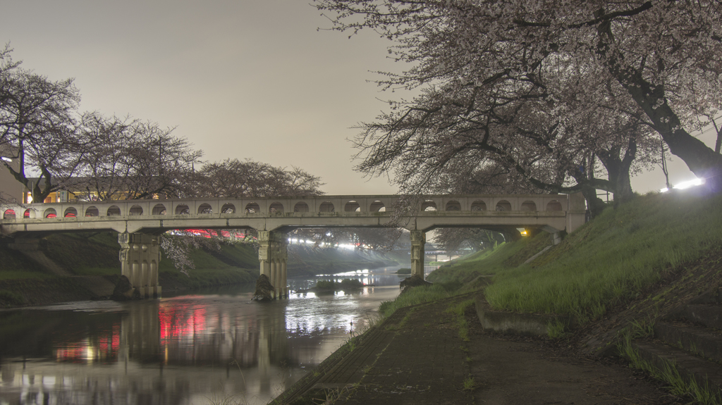 百十郎夜桜（４）