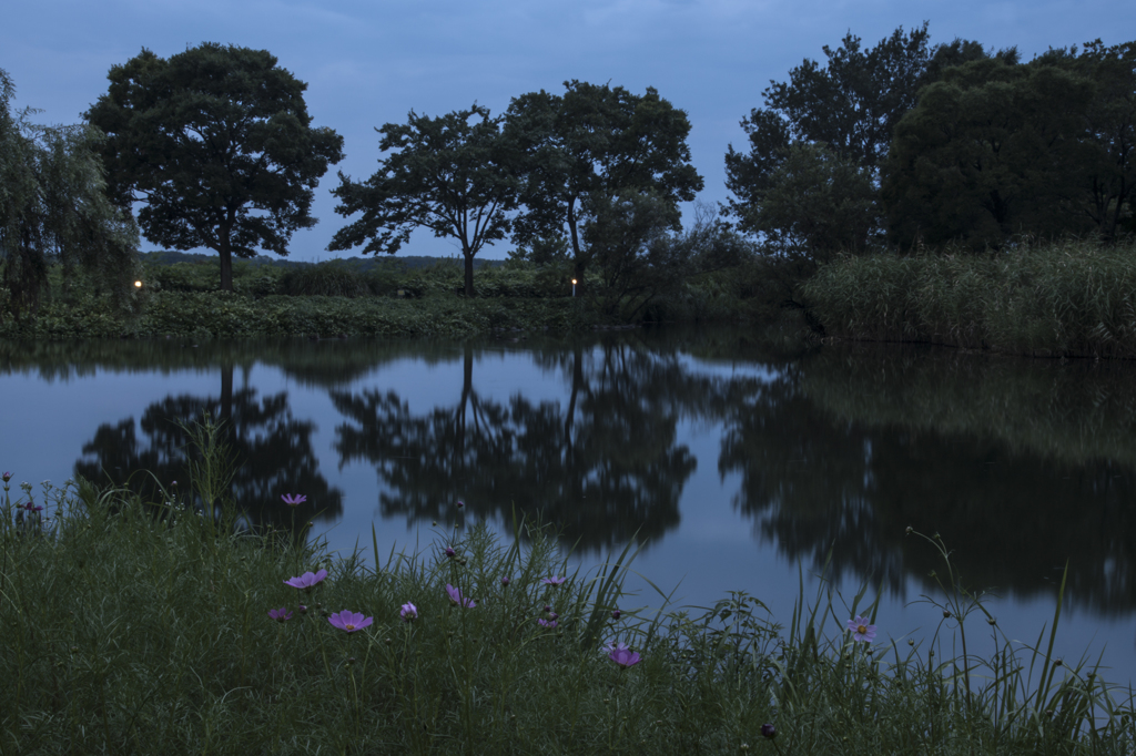 夕暮れの水辺①