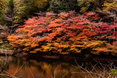 遊歩道からの紅葉風景