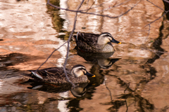 梅林公園の池の鴨