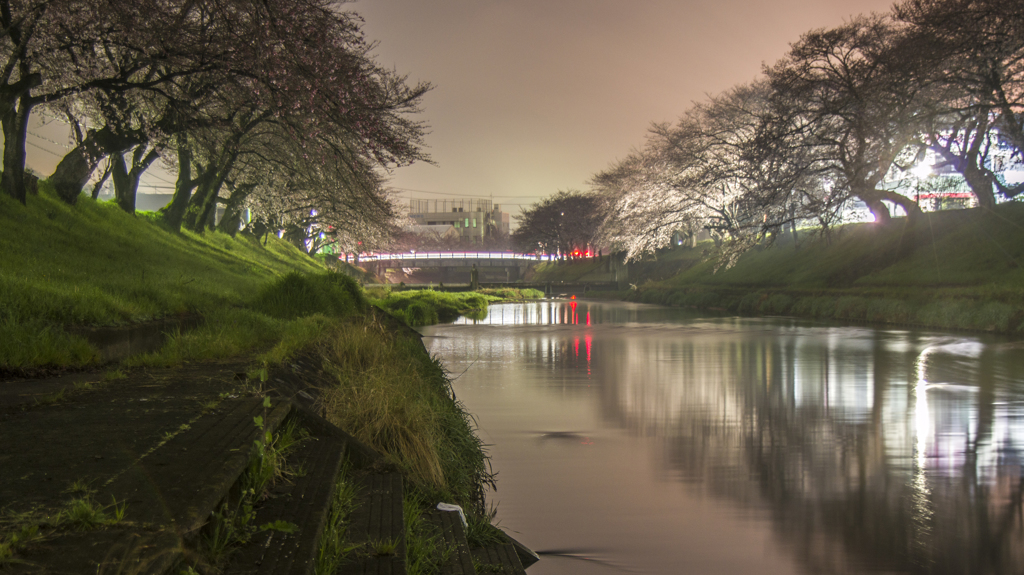 百十郎夜桜（１）
