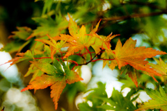 紅葉②分水嶺