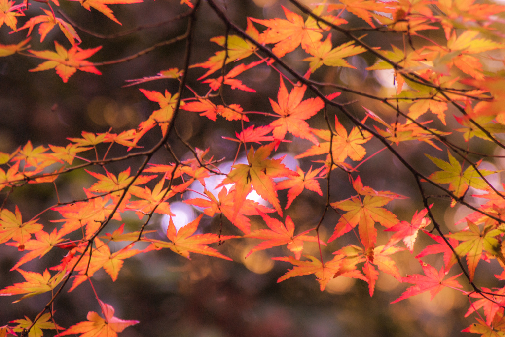紅葉⑮伊吹の滝