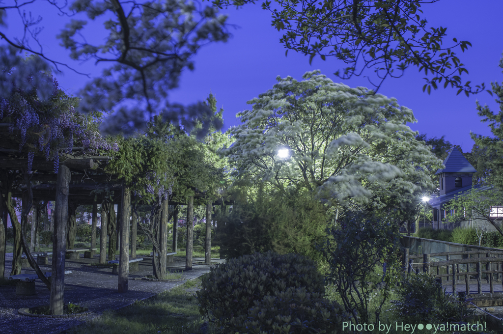 ひとつばたごが咲く公園②