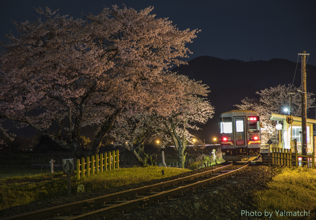 夜桜の樽見鉄道（木知原）