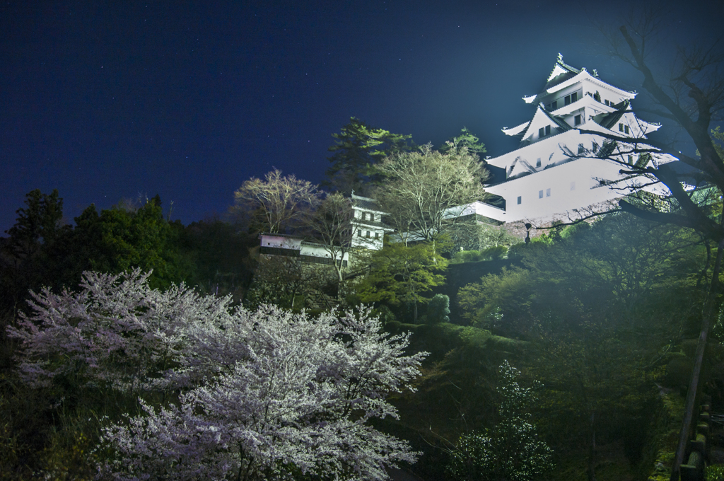 郡上八幡の夜桜①