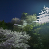郡上八幡の夜桜①