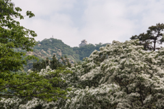 金華と雪花