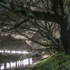 夜桜十景（４）