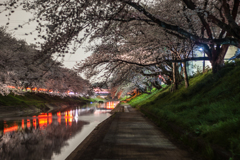 百十郎桜（満開の夜②）