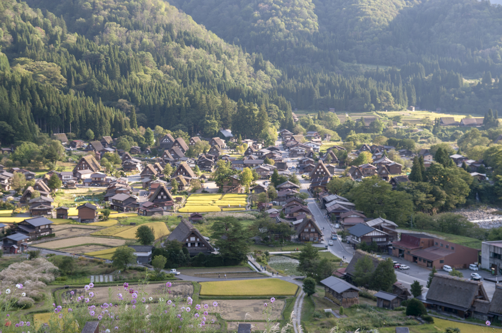 白川郷（収穫期）