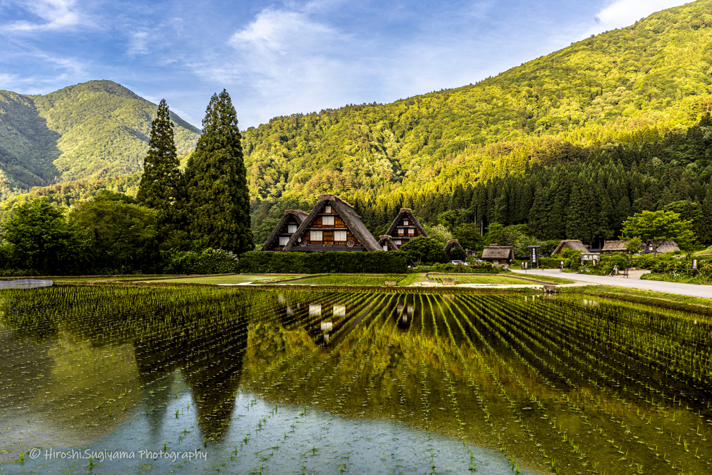 田植えの季節