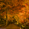 紅葉ライトアップ