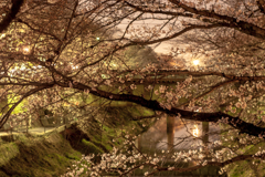 新境川の夜桜（百十郎桜）