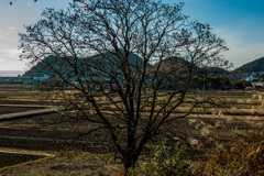 柿木越しの田園風景