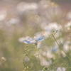 White Cosmos ③