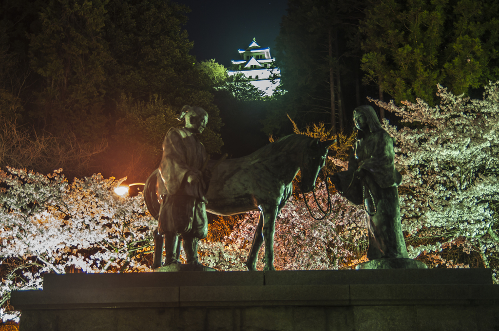 郡上八幡の夜桜③