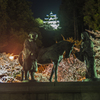 郡上八幡の夜桜③