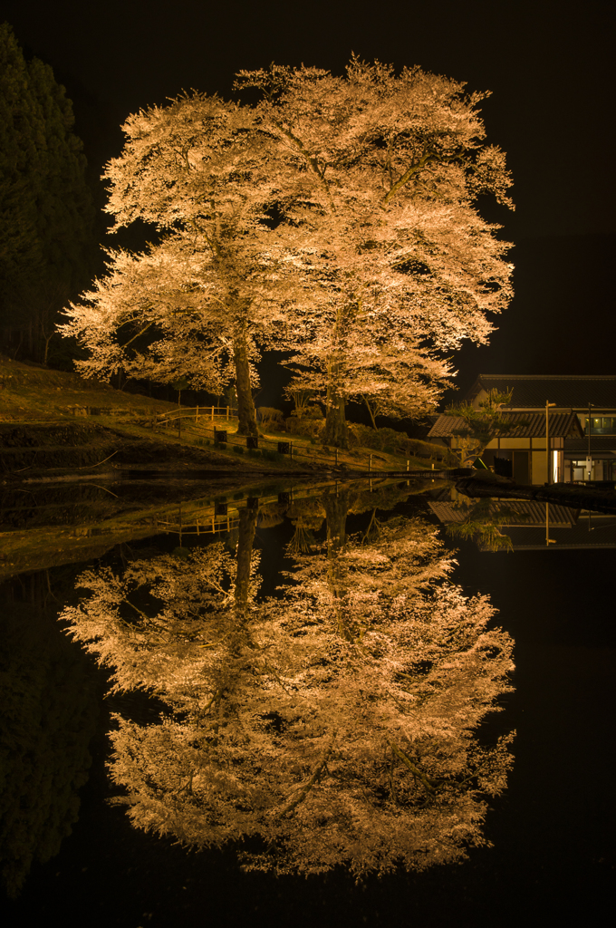 苗代の水鏡