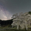 根尾谷淡墨桜2022