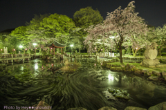 日中友好庭園の桜渦流