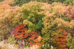 紅葉④ひるがのPA