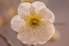 白梅の花弁