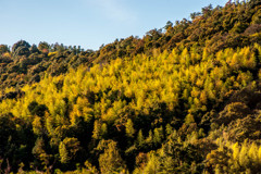 山肌の竹林