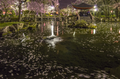 夜桜の西湖畔（日中友好庭園）①