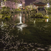 夜桜の西湖畔（日中友好庭園）①