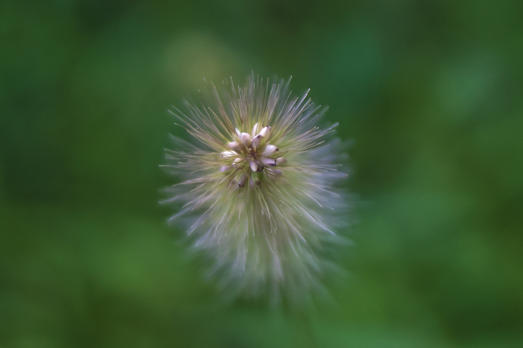 Setaria viridis